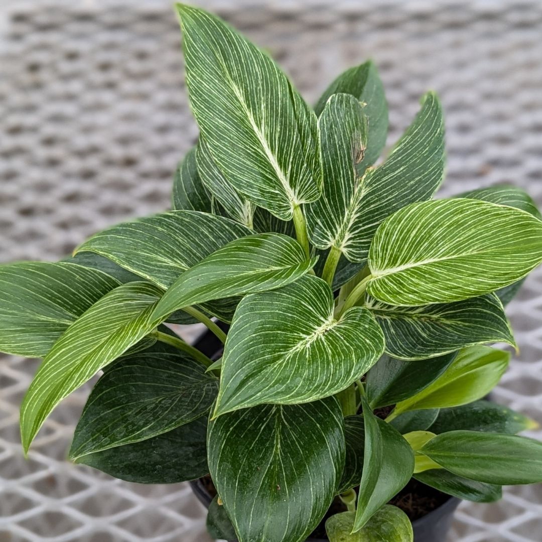 Philodendron – Birkin – 6″ Pot